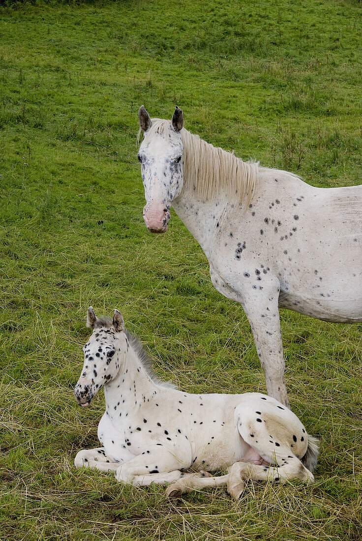 Europe, UK, Wales, horse foal and mare speckled grey