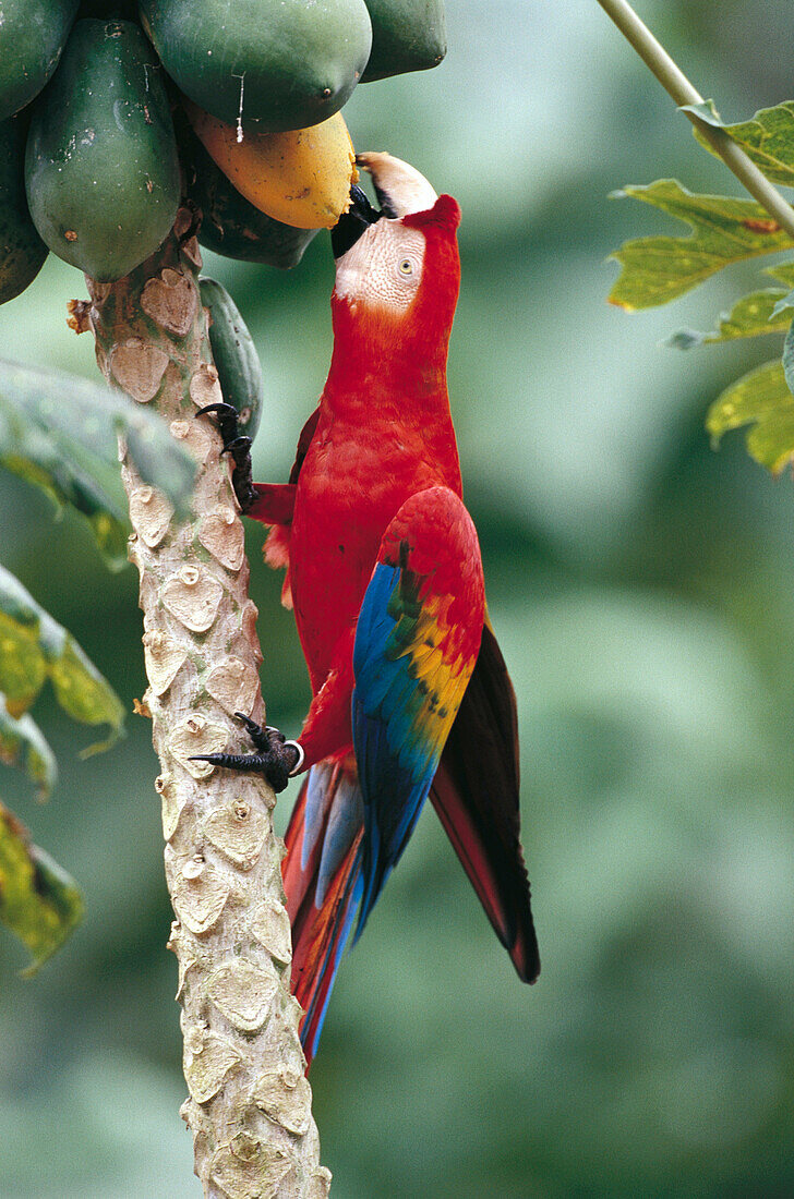 Scarlet Macaw (Ara macao). Tambopata River, Peru