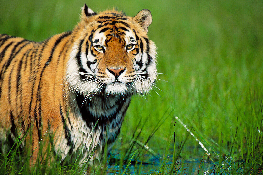 Tiger (Panthera tigris)