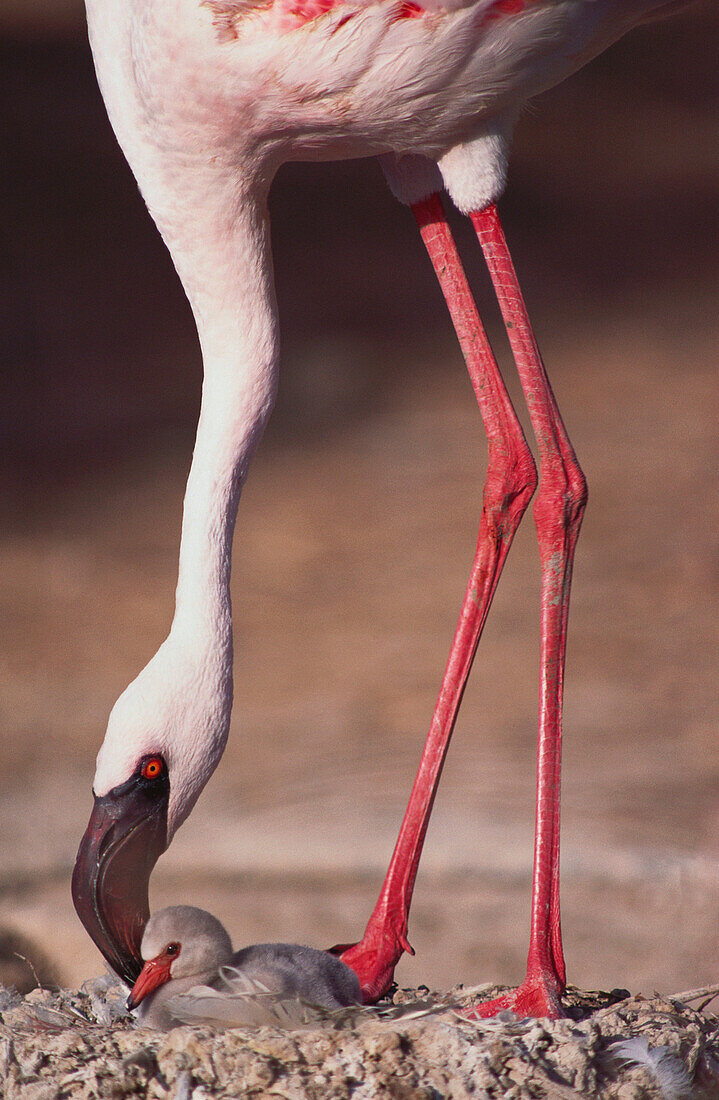 Lesser Flamingo and chick