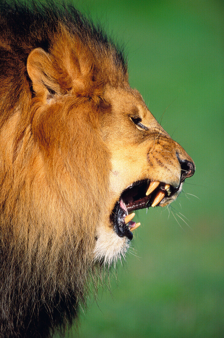 Lion (Panthera leo) roaring