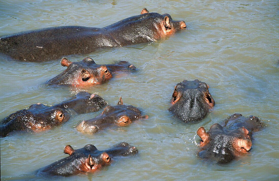 Hippopotamus (Hippopotamus amphibius) in Mara River. Masai Mara Nature Reserve, Kenya