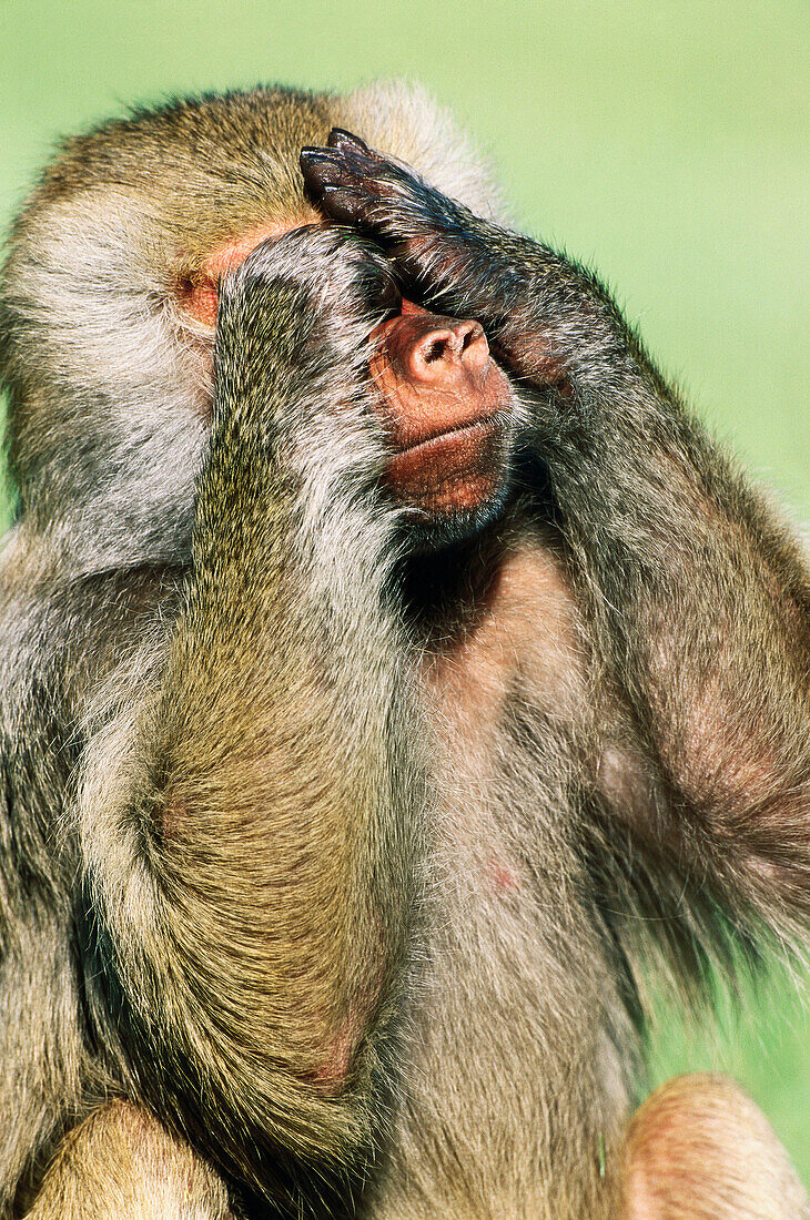 Hamadryas Baboon (Papio hamadryas)