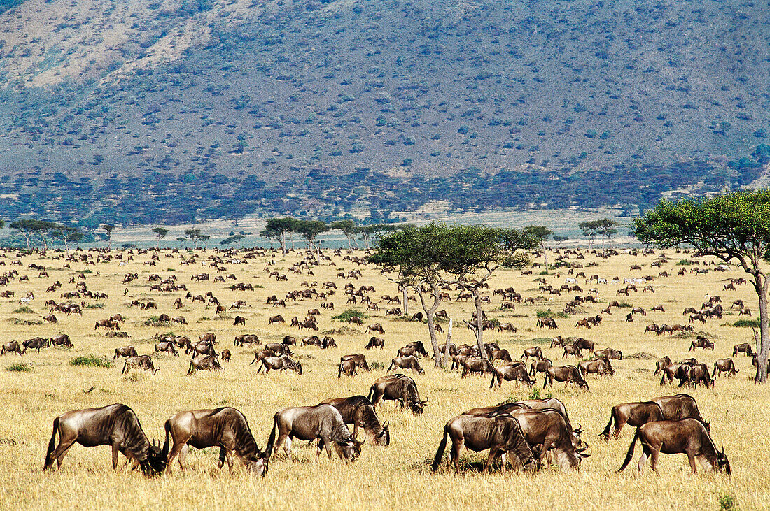 Blue Wildebeest (Connochaetes taurinus) migrating. Masai Mara Nature Reserve, Kenya