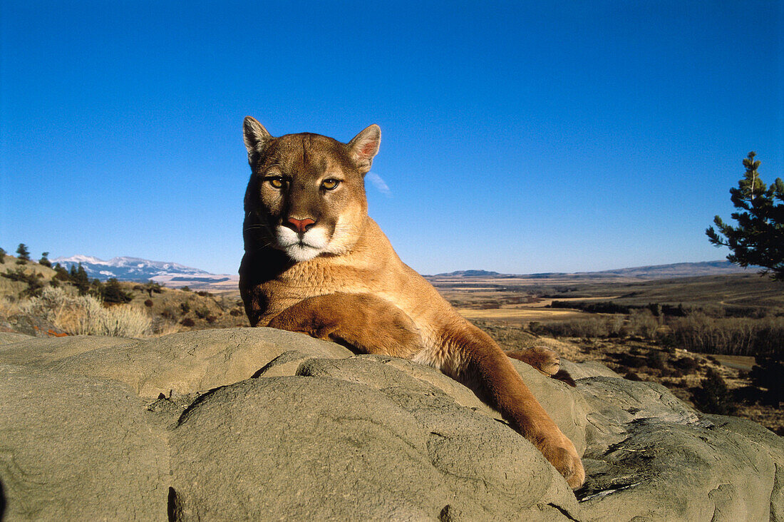 Cougar (Felis concolor). Montana, USA