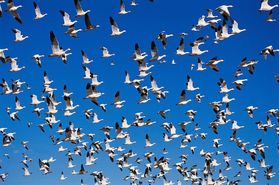 Snow Geese (Chen caerulescens). New Mexico, USA