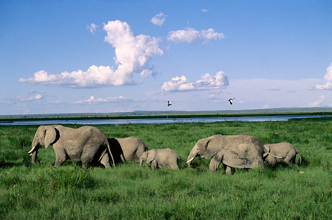 African Elephants (Loxodonta africana). Amboseli National Park, Kenya