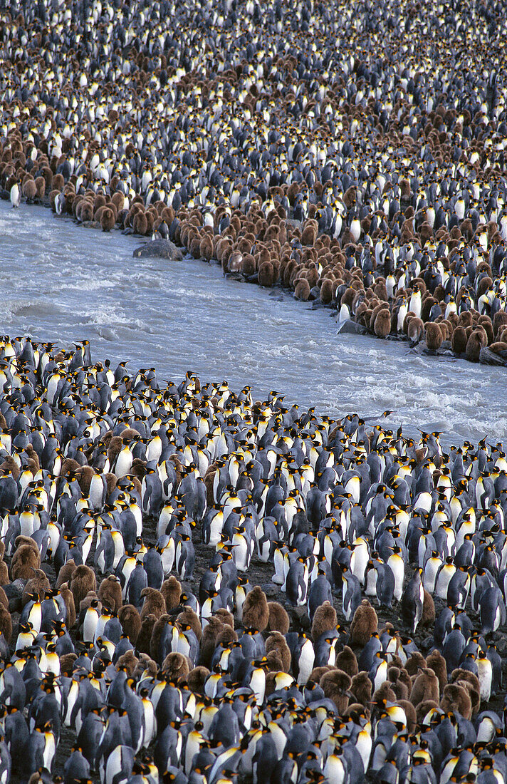 King Penguin (Aptenodytes patagonica) adults and chicks at breeding colony. St. Andrew's Bay, South Georgia Island, Antarctica