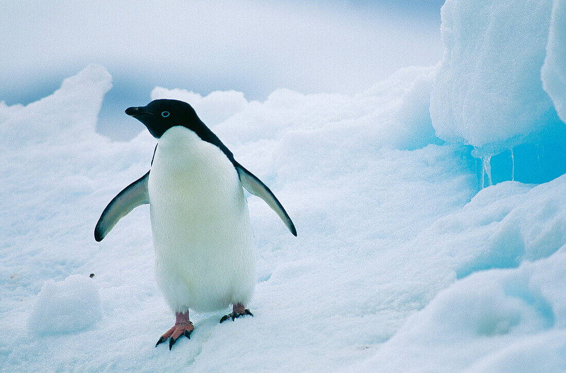 Adelie Penguin (Pygoscelis adeliae). Antarctica