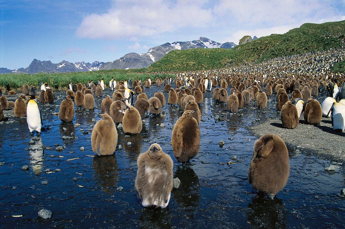 King Penguin (Aptenodytes patagonica) youngs. Salisbury Plain, South Georgia islands, Antarctica