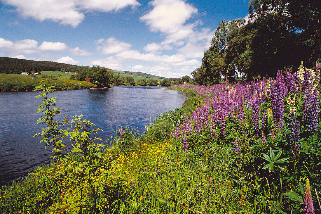 Wildflowers and lupins by Spey river, Grantown-on-Spey. Scotland, UK