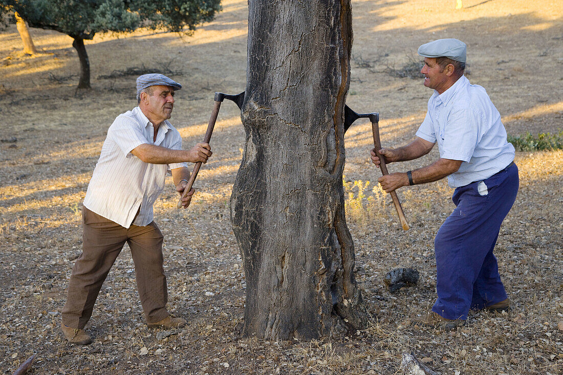 Harvesting cork. Badajoz, Extremadura, Spain.