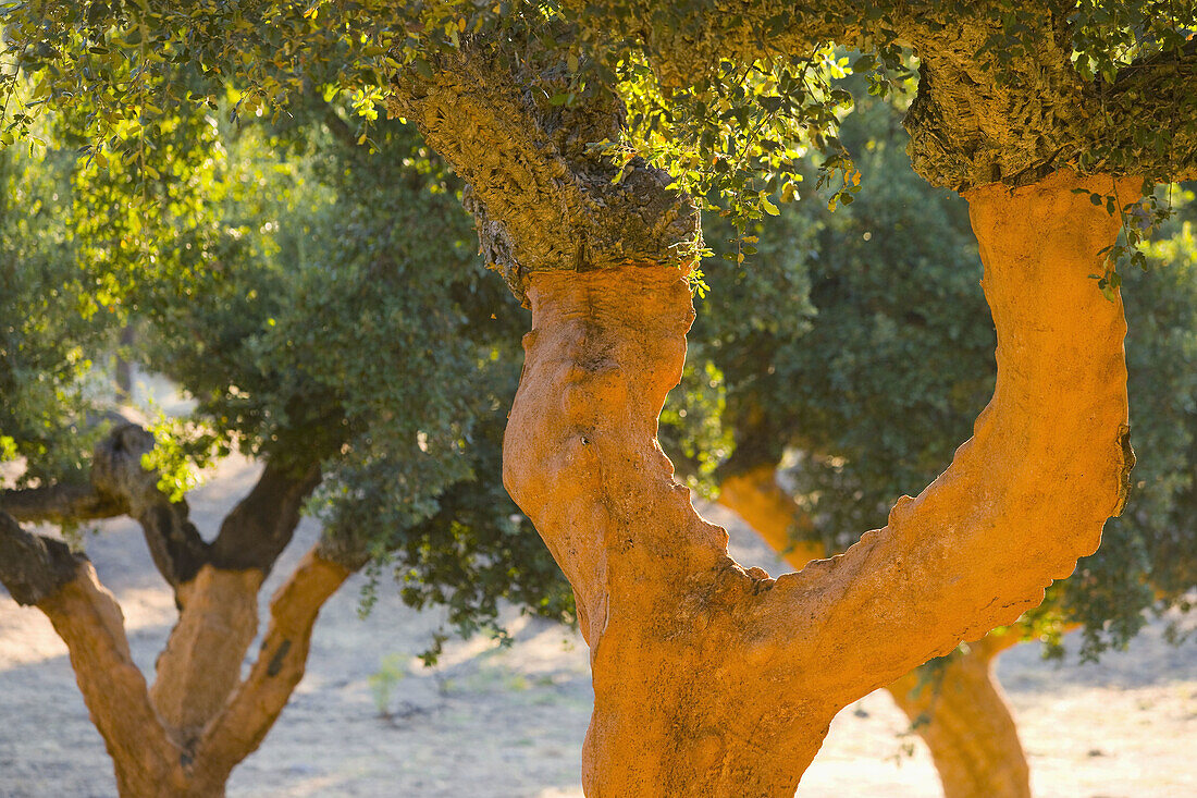Harvesting cork. Badajoz, Extremadura, Spain.