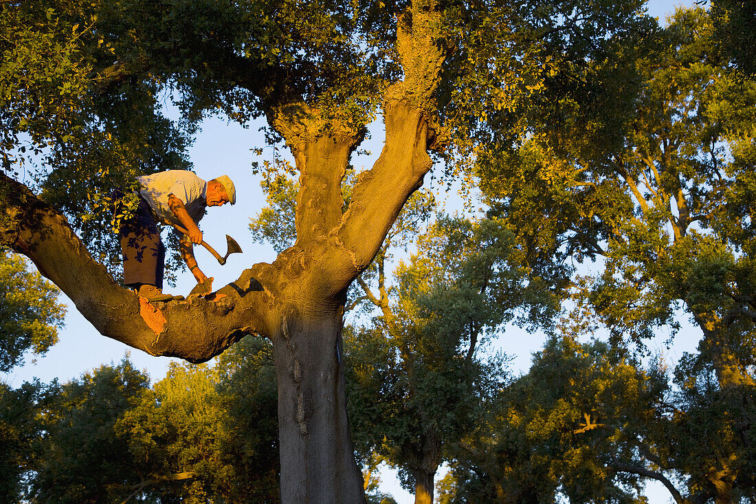 Harvesting cork. Badajoz, Extremadura, Spain.