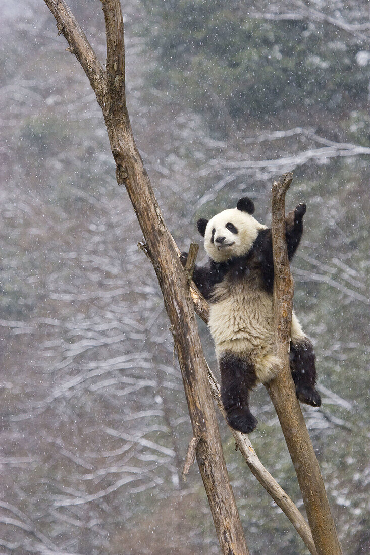 Giant Panda (Ailuropoda melanoleuca). China.