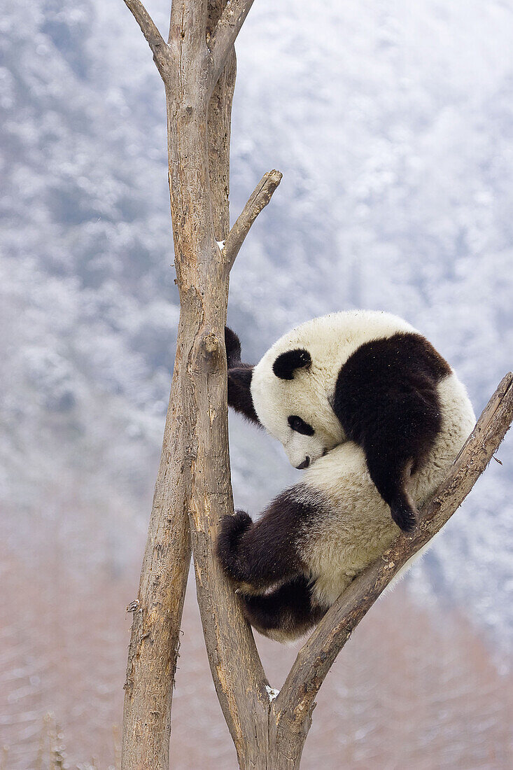 Giant Panda (Ailuropoda melanoleuca). China.