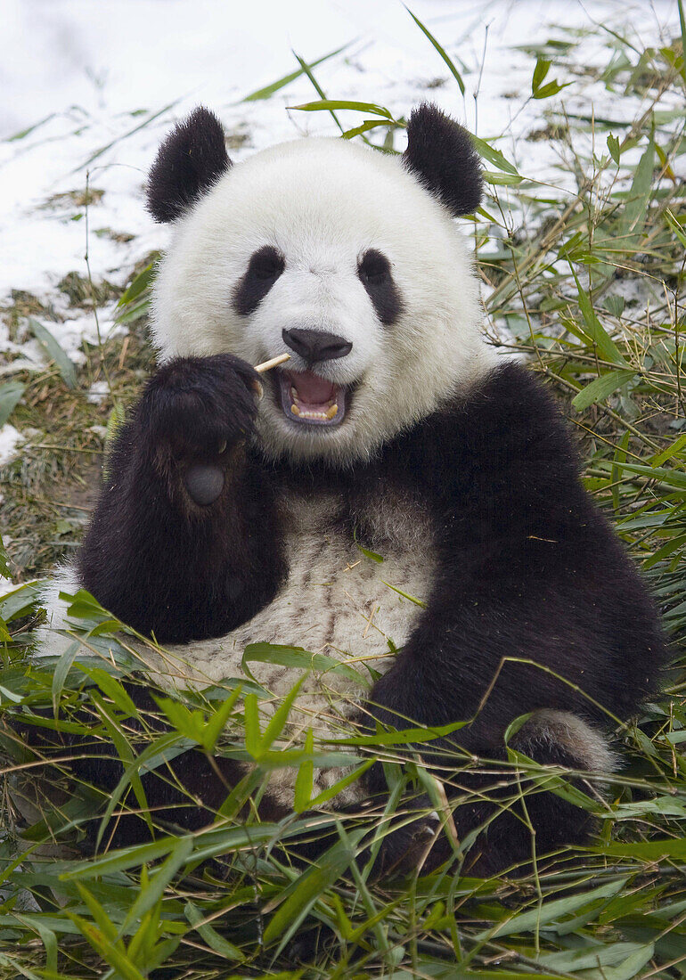Giant Panda (Ailuropoda melanoleuca). China.