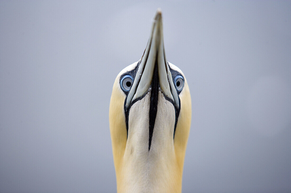 Gannet (Morus bassanus). Bass Rock, Scotland. UK.