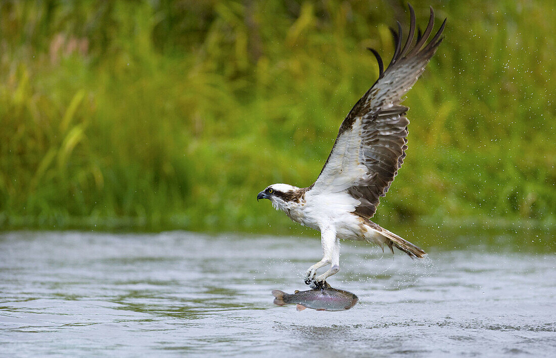 Osprey (Pandion haliaetus). Finland