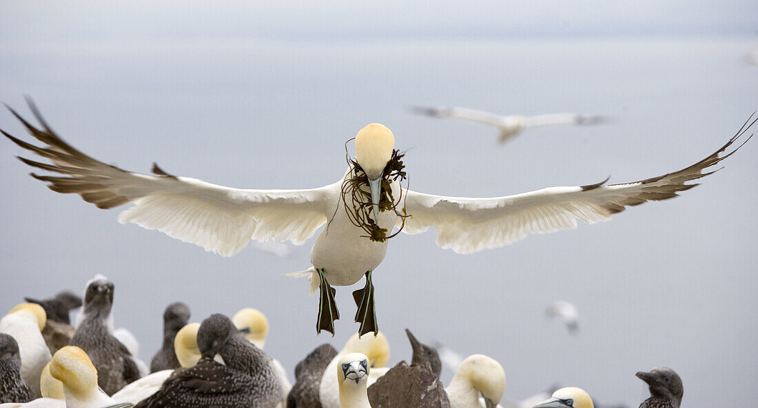 Gannet (Morus bassanus). Bass Rock, Scotland. UK.