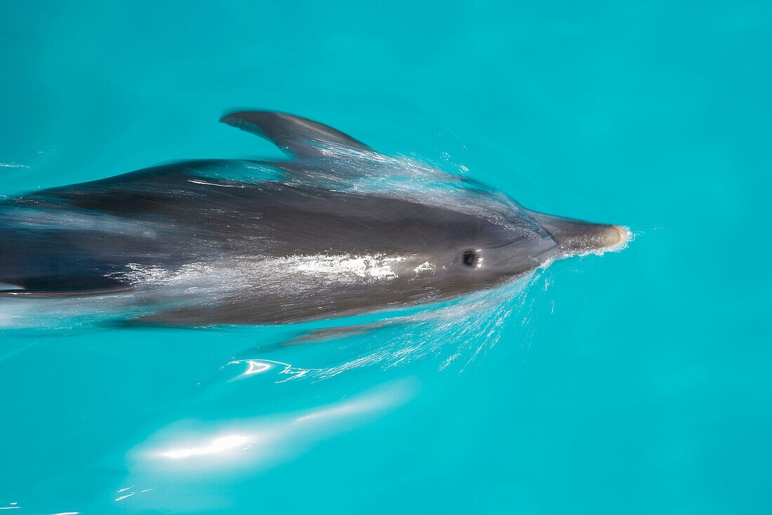 Atlantic Spotted Dolphins (Stenella frontalis). Bahamas.