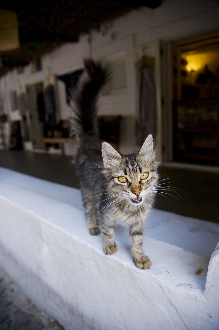 Cat in Panarea, Aeolian Islands. Sicily, Italy