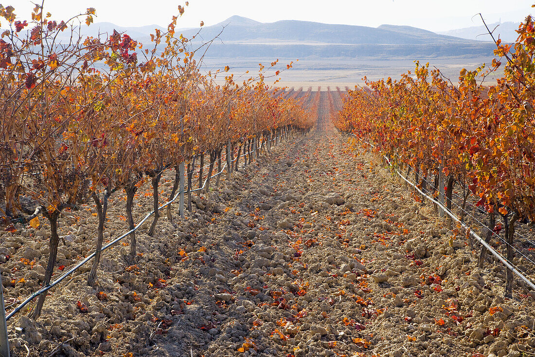 Vineyards. Navarra. Spain.