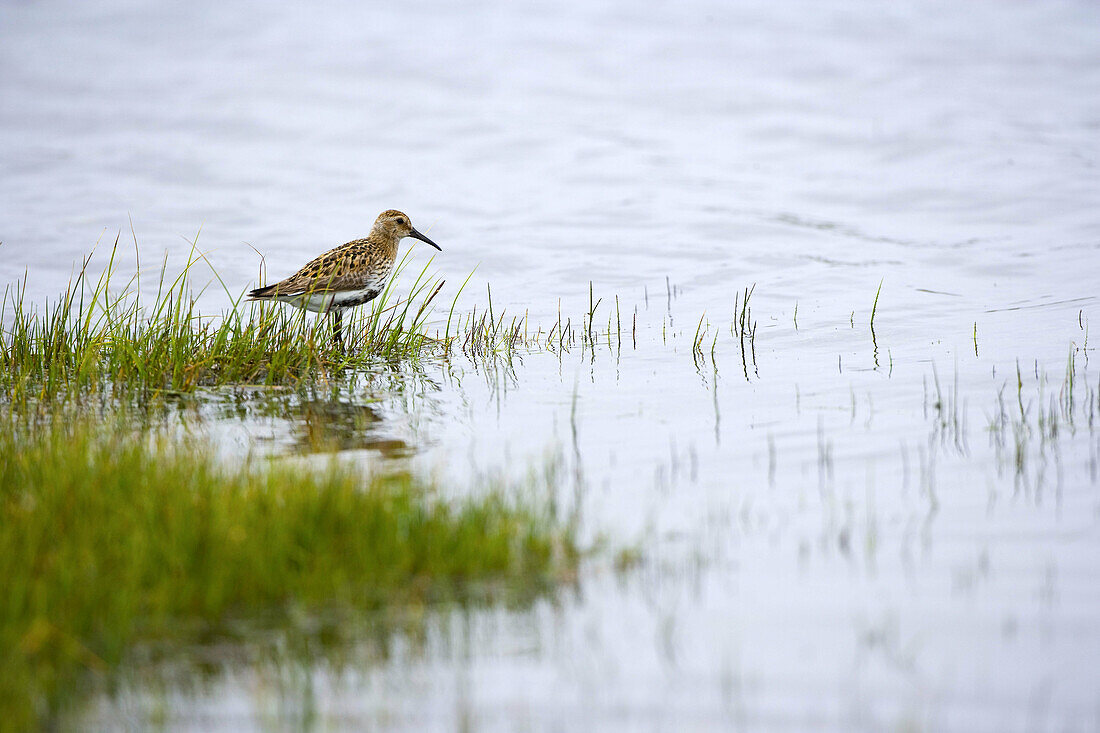 Red-necked Phalarope (Phalaropus lobatus). Shetland Islands. Scotland. UK