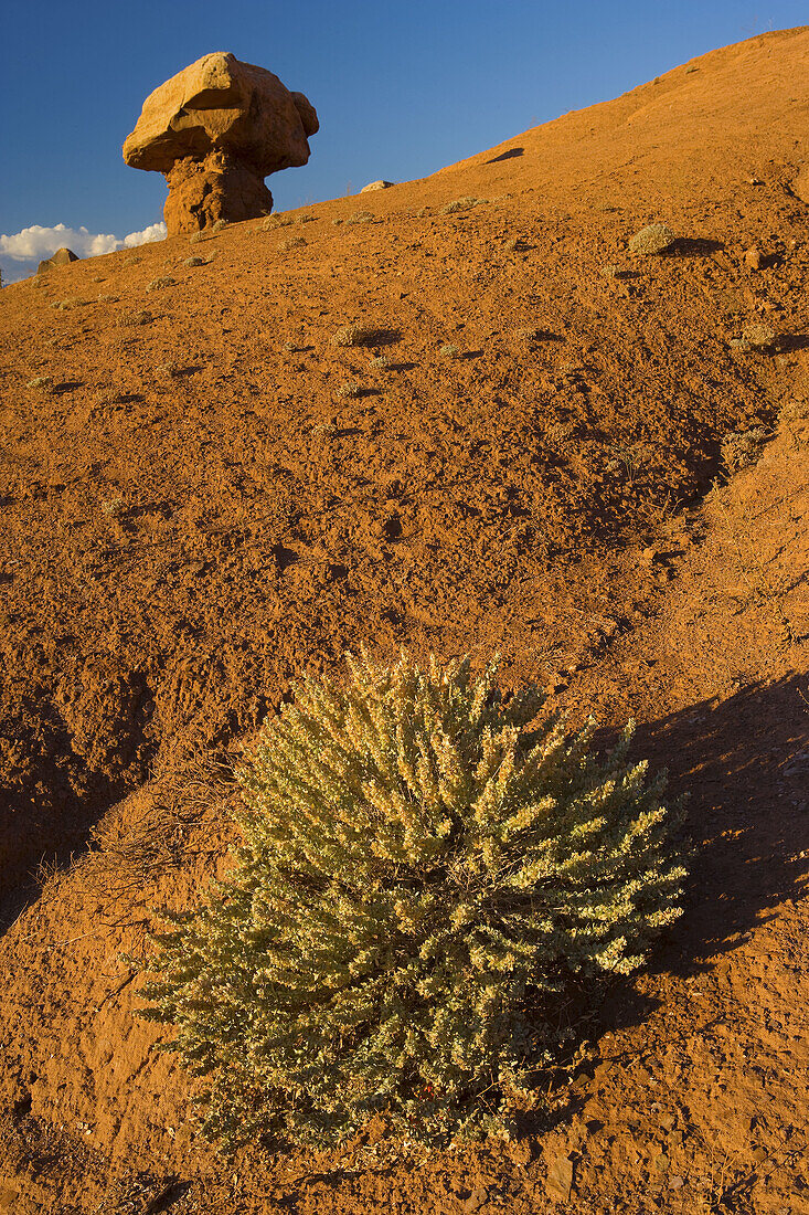 USA  Arizona, Vermilion Cliffs, Soap creek, Cliff Dewellers