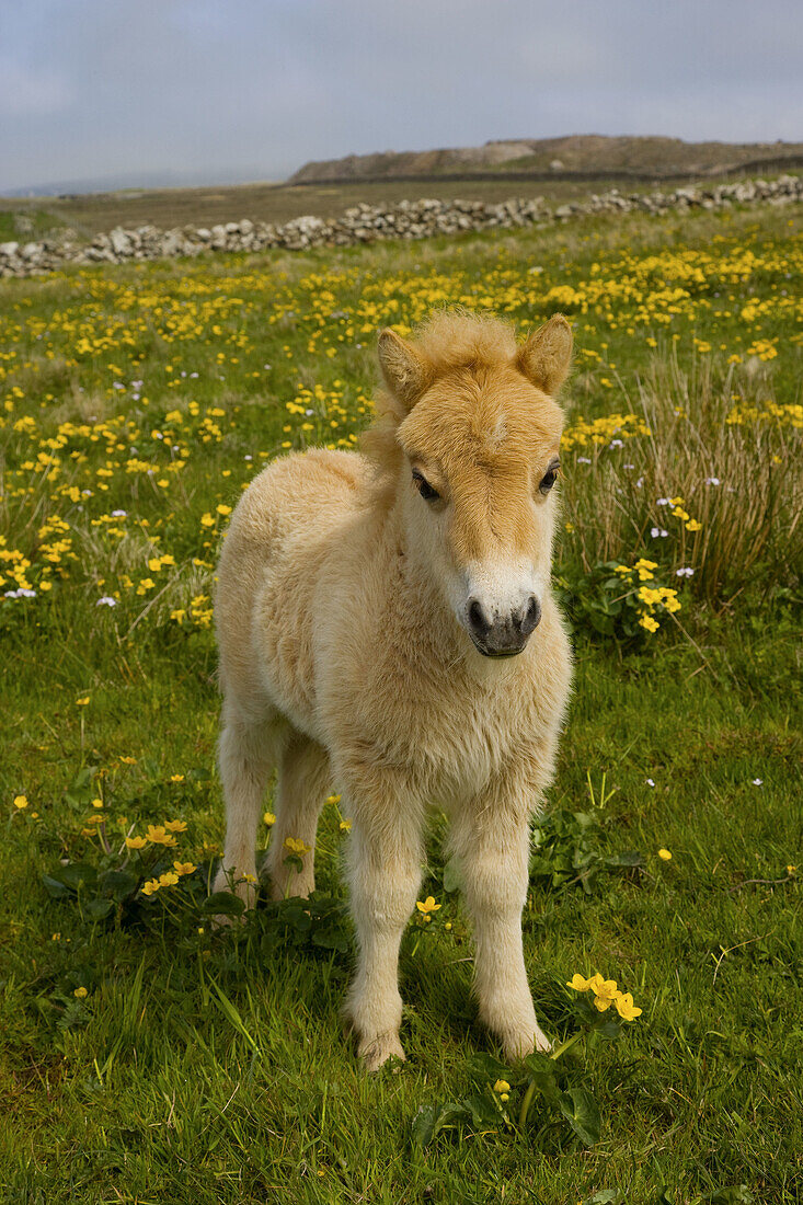 Shetland pony. Shetland Islands, Scotland, UK.