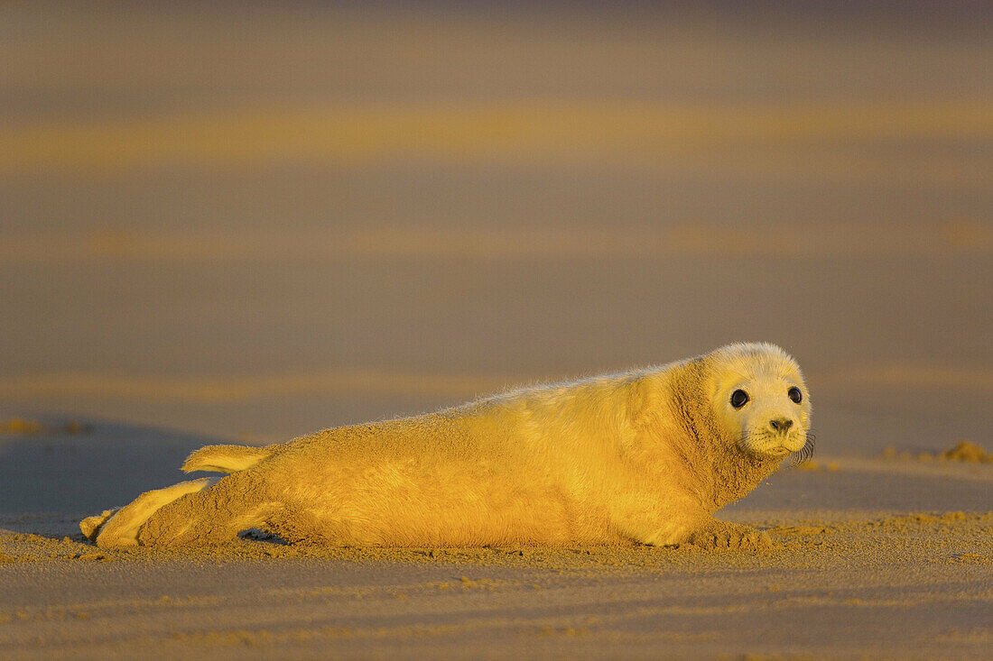 Grey Seal (Halichoerus grypus). Donna Nook National Nature Reserve, England. UK