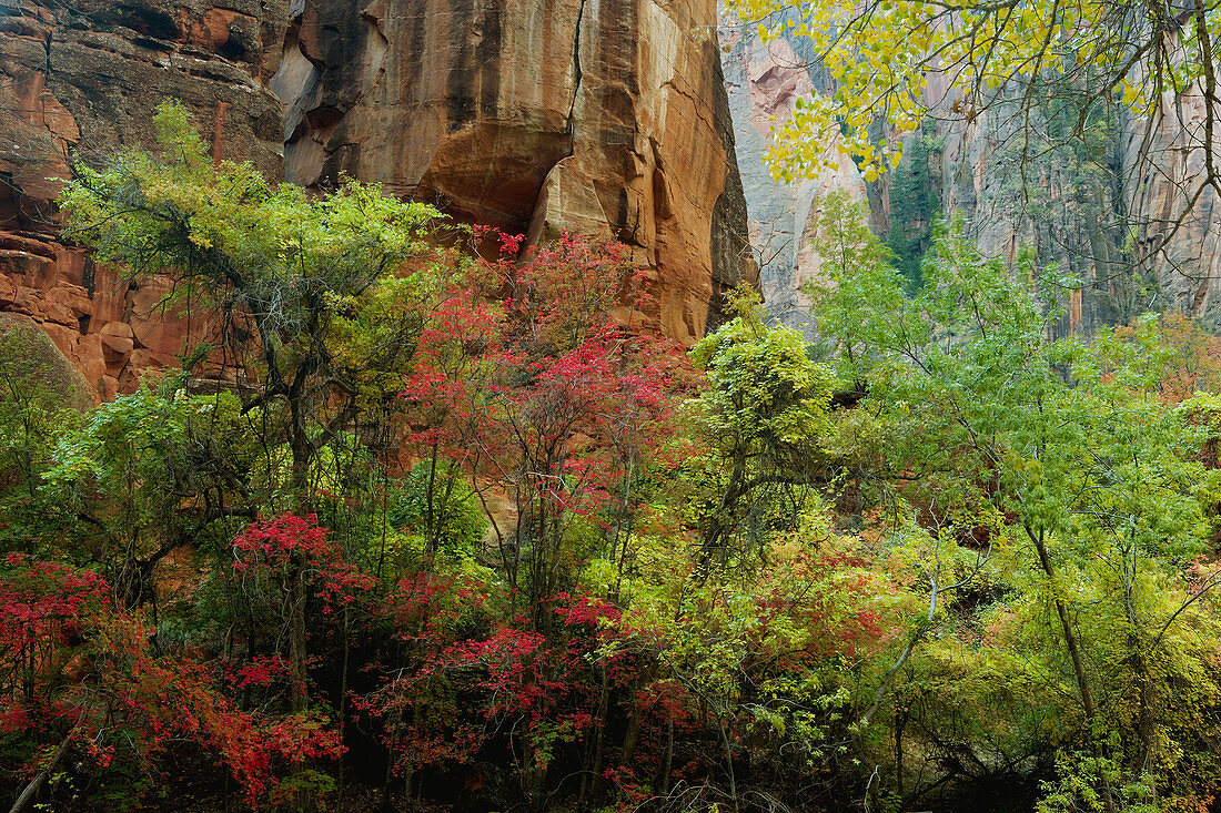 Zion National Park. Utah, USA