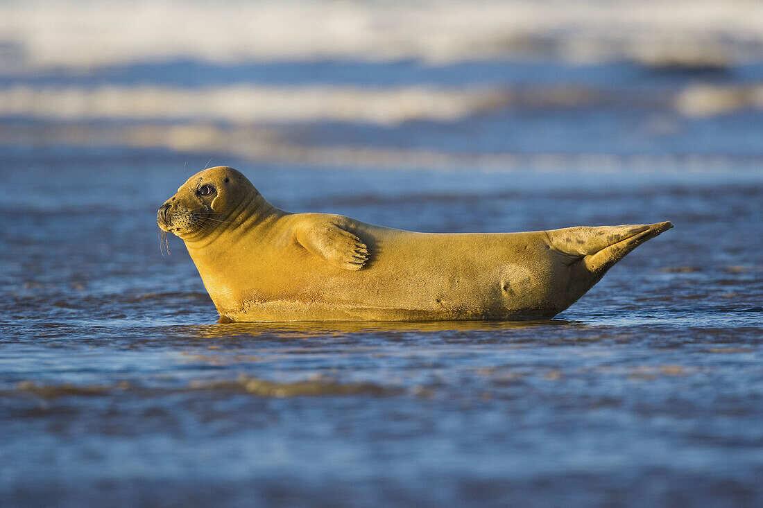 Grey Seal (Halichoerus grypus). Donna Nook National Nature Reserve, England. UK