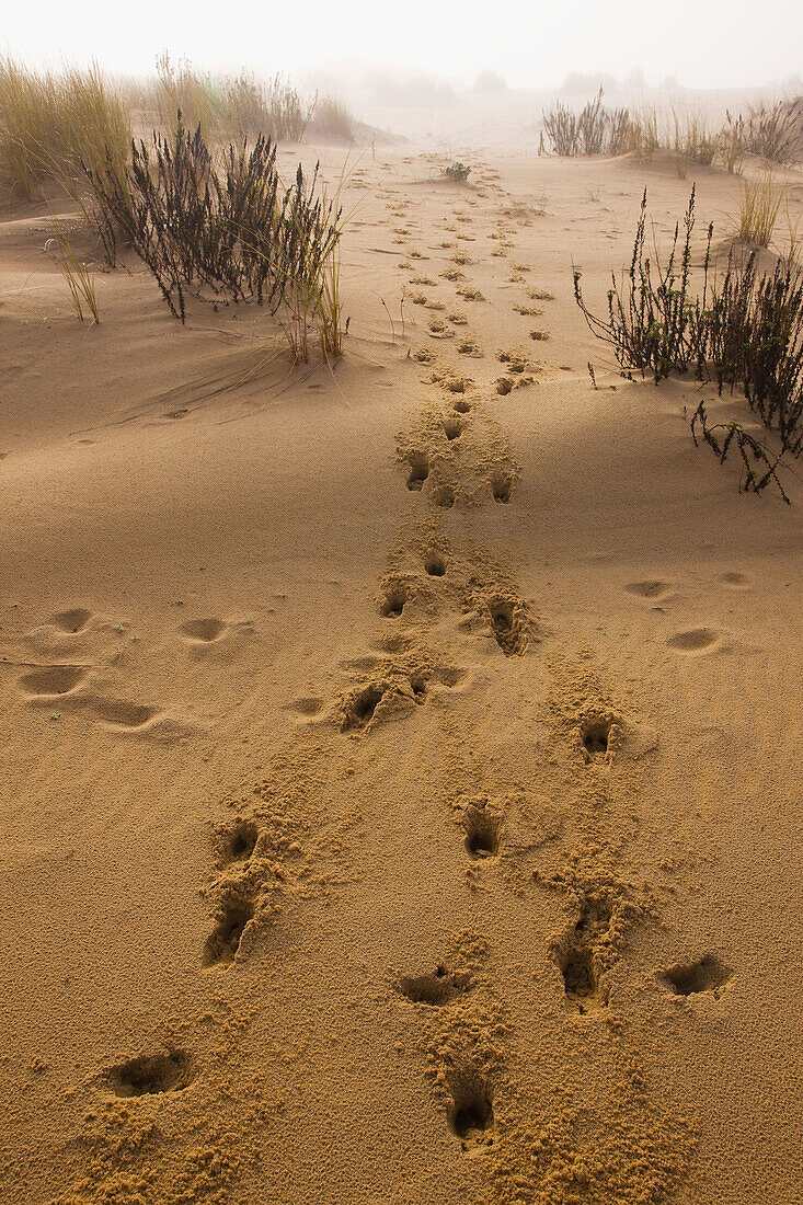 Dawn. Doñana National Park. Huelva province. Spain