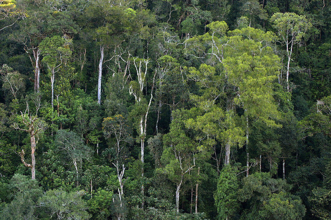 Tropical forest, Kinabalu National Park. Sabah, Borneo, Malaysia