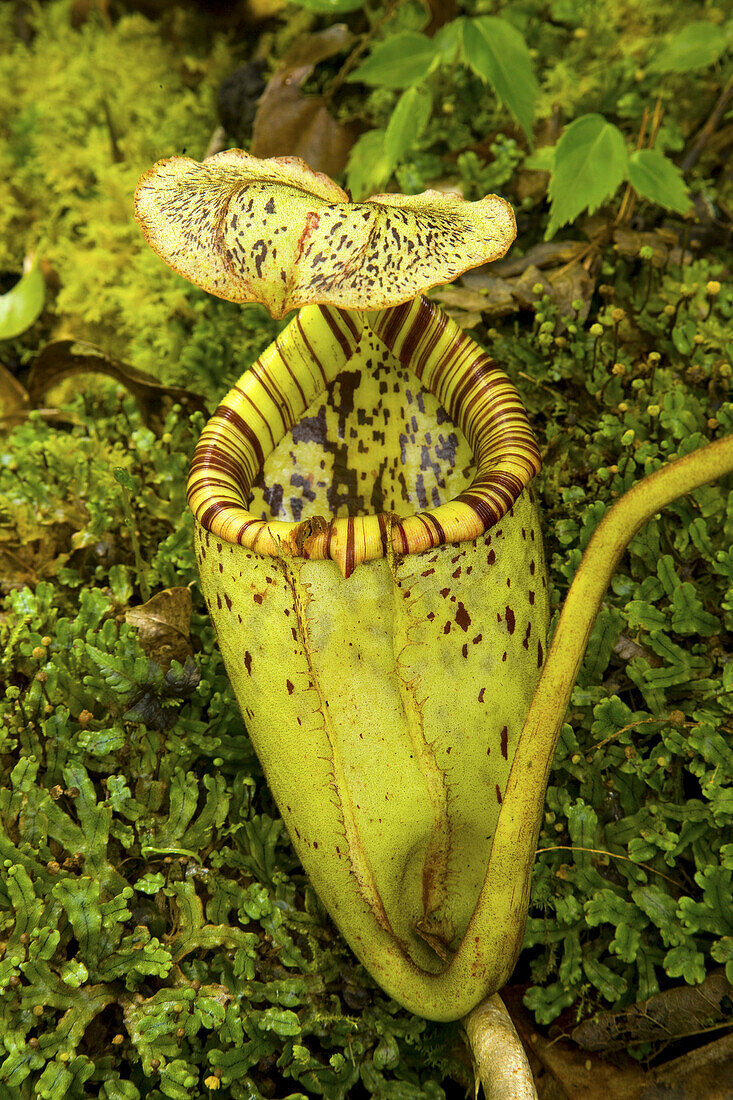 Carnivorous plant (Nepenthes burbidgeae), Kinabalu National Park. Sabah, Borneo, Malaysia
