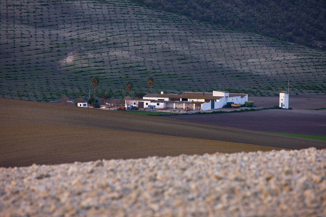 Campiña' landscape. Córdoba province. Andalucia. Spain.