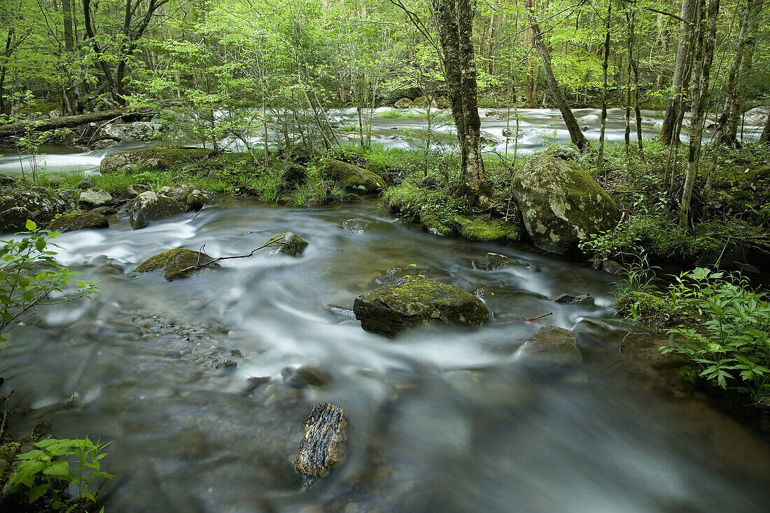Middle Prong of Little River, Tremont, Great Smoky Mtns Nat  Park, TN