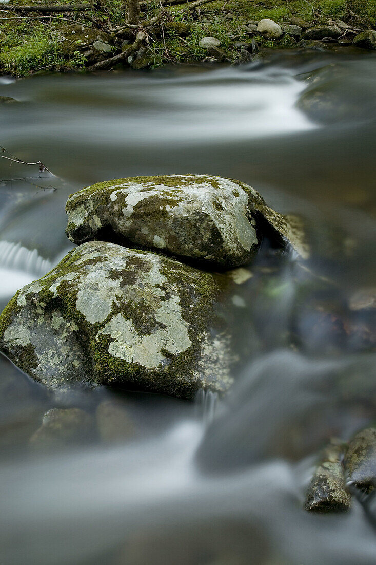 Mossy Rocks with Lichens, Little River, Tremont, Great Smoky Mtns Nat  Park, TN