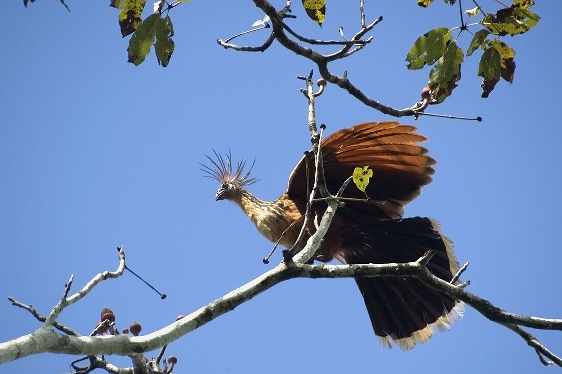 Hoatzin bird, Opisthocomus hoazin, Mamiraua sustainable development reserve, Amazonas, Brazil