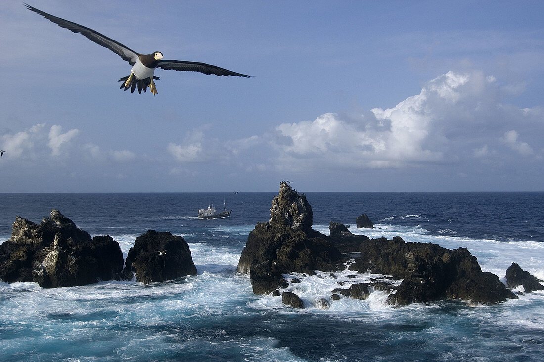 Brown booby, Sula leucogaster, flying, St. Peter and St. Paul's rocks, Brazil, Atlantic Ocean
