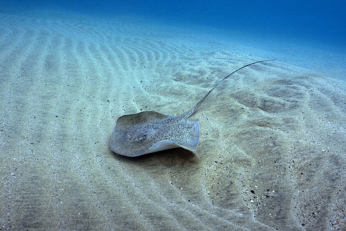 Southern Stingray, Dasyatis americana, Fernando de Noronha, Pernambuco, Brazil