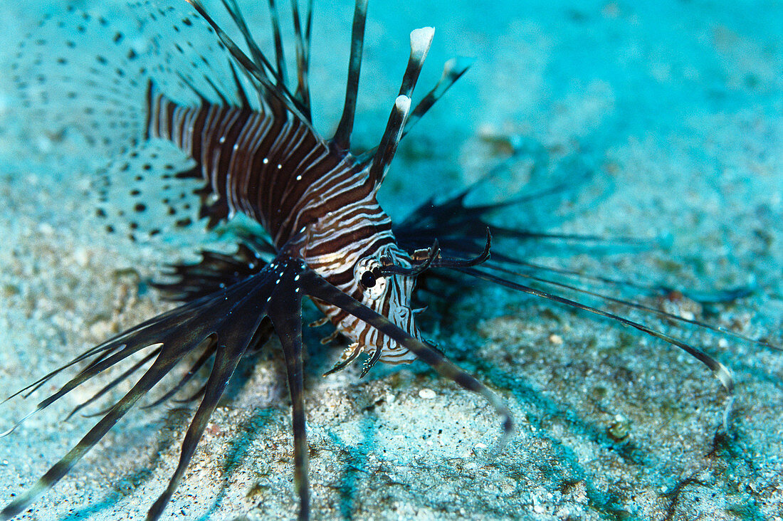 Lionfish (Pterois volitans). Lombok Strait, Indonesia