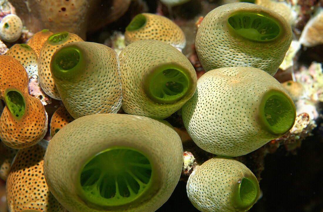 Colonial sea squirt ( Didemnum). These are filter feeders taking in water through the large aperture and exhaling through the small perforations.