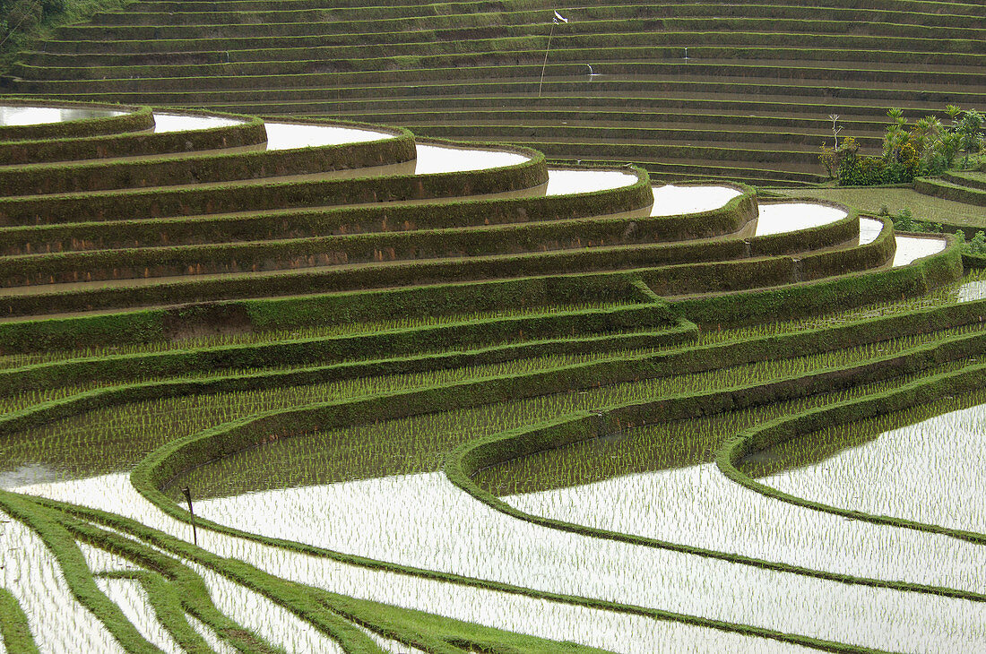 Terraced rice fields, Bali.