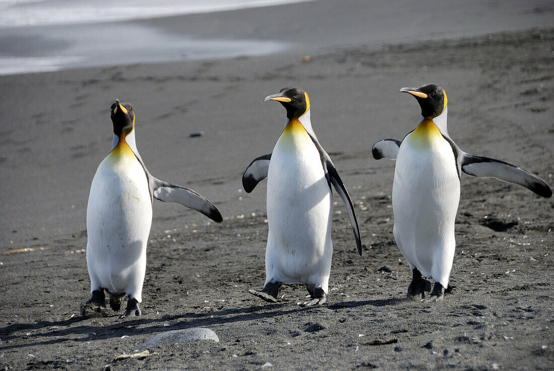 King penguins (Aptenodytes patagonicus) on beach. Gold Harbour, South Georgia.