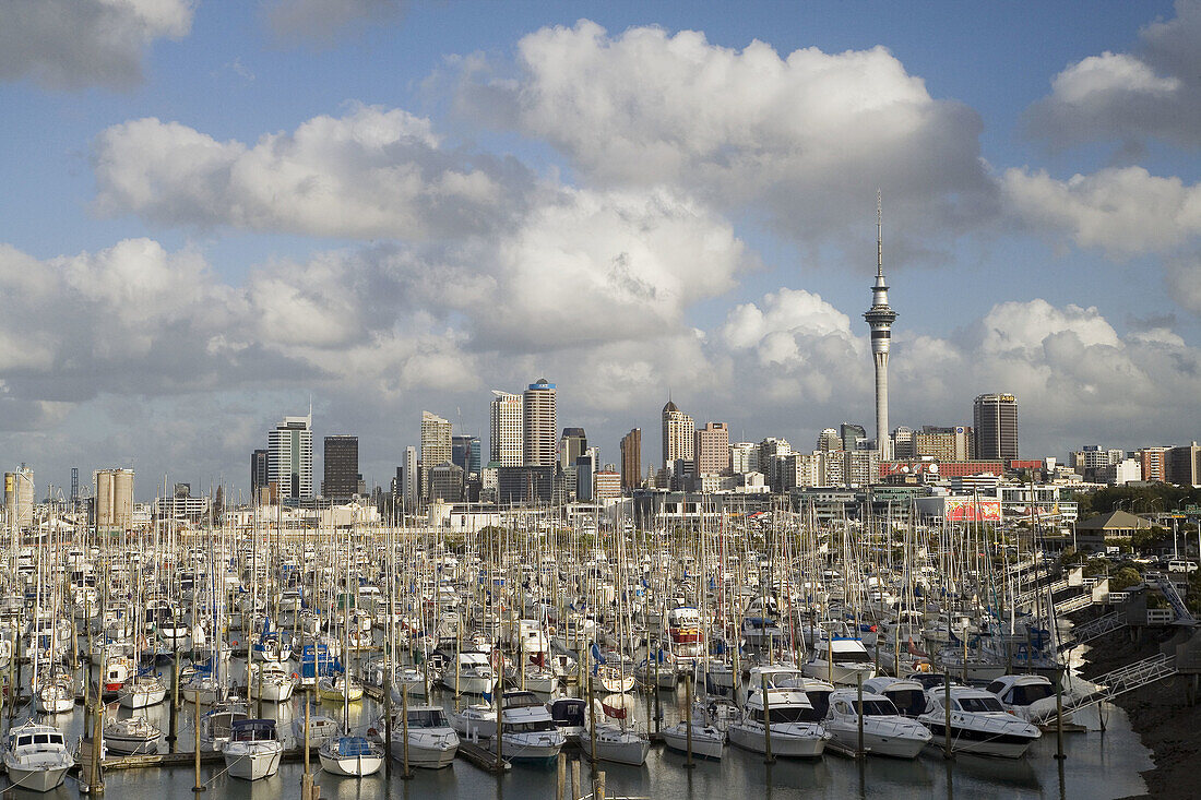 Westhaven Marina, Auckland, North Island, New Zealand