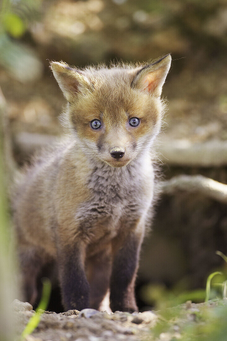 Red fox - vulpes vulpes - young cub emrging from earth entrance in spring  West Sussex  May