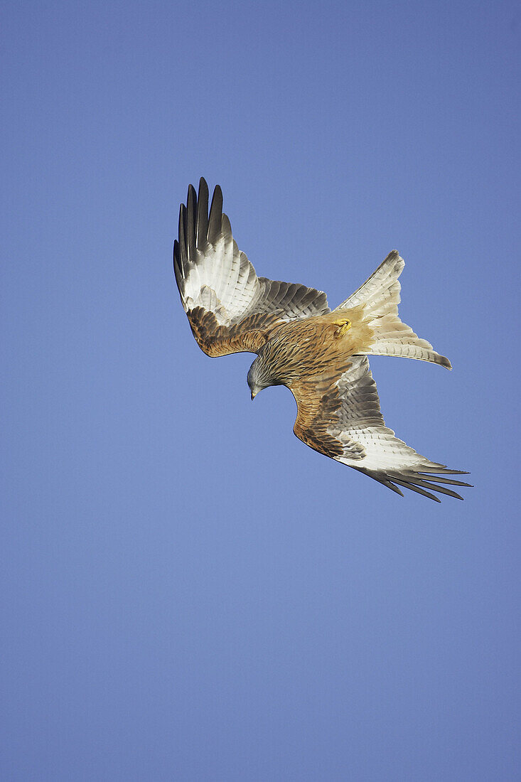 Red Kite - Milvus milvus - adult in flight, swooping down  Wales  January 2007