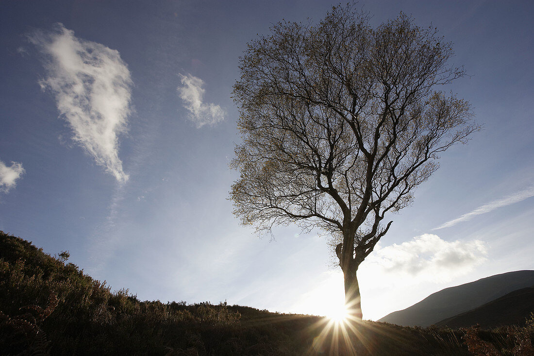 Silver birch Betula pendula silhouetted on moor  Scotland  November 2006